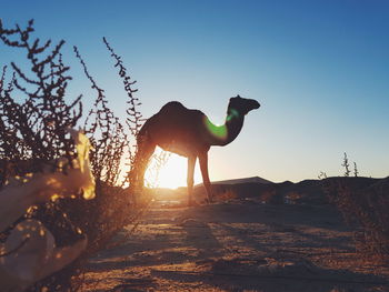 Silhouette man in desert against clear sky