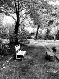 Chairs and trees in park