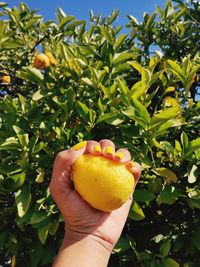 Midsection of person holding lemon on next to a lemon tree