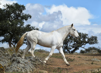 Horse on field against sky