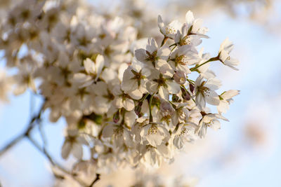 Close-up of white cherry blossom plant