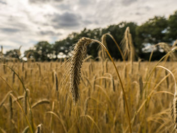 Close-up of wheat growing on field against sky