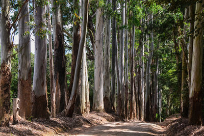 Walkway amidst trees in forest