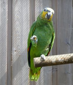 Close-up of parrot perching on wood