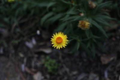 Close-up of yellow flower on field