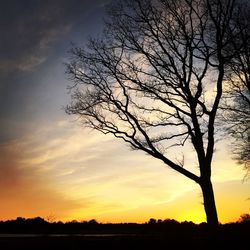 Silhouette of bare trees at sunset