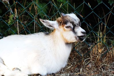 View of a goat on field