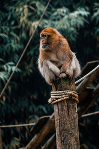 Macaque monkey sitting on wooden pole keeping watch
