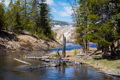 Scenic view of river amidst trees against sky