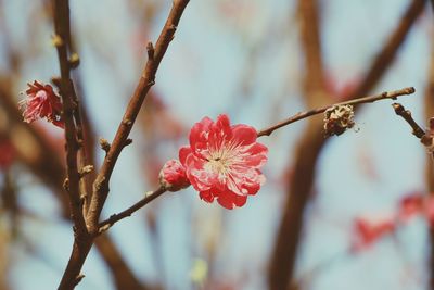 Close-up of red flowers on branch