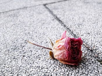 High angle view of rose on road