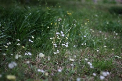 White flowers growing in field