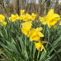 Close-up of yellow daffodil flowers growing in garden