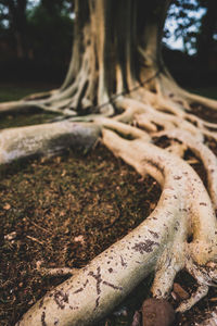 Close-up of tree trunk