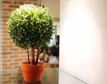 Close-up of small potted plant on table