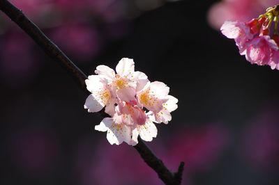 Close-up of cherry blossom