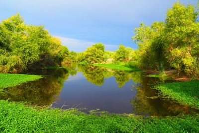 Scenic view of lake by trees against sky