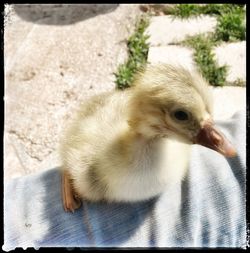 Close-up of a bird