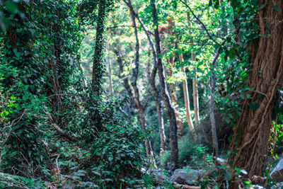 Trees in forest