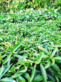 Full frame shot of plants