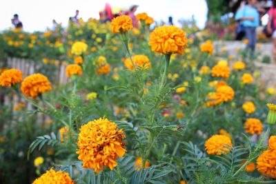Close-up of yellow flowers on field