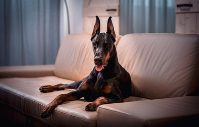 Portrait of dog relaxing on sofa at home