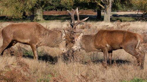 Deer in a field