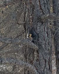 Bird perching on tree trunk