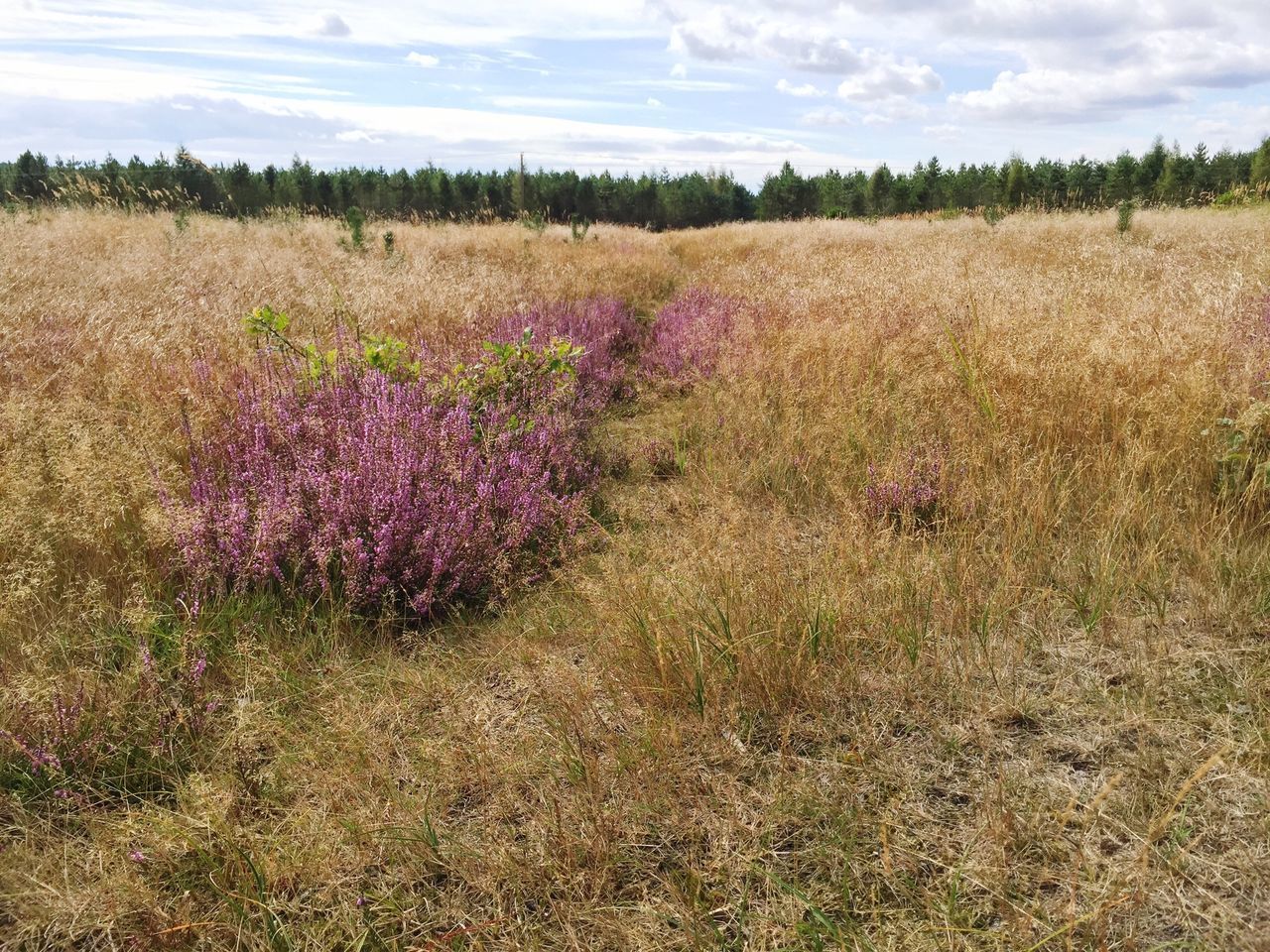 PLANTS GROWING ON FIELD