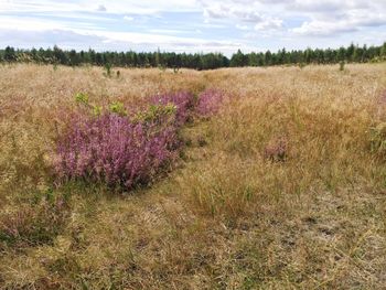 Plants growing on field