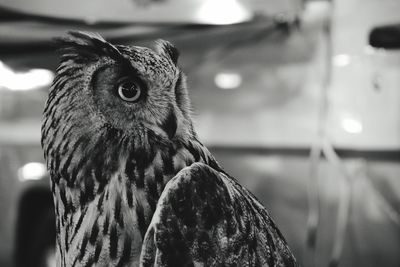 Close-up portrait of owl