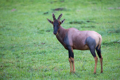 Deer standing on field