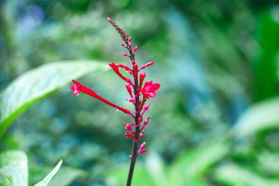 Close-up of red flowering plant