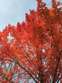 Low angle view of trees against sky