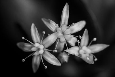 Close-up of flowering plant