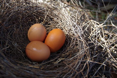 Close-up of brown eggs in nest