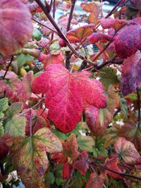 Close-up of red berries growing on tree