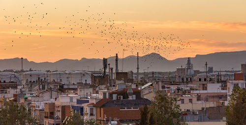 Flock of birds flying over buildings in city