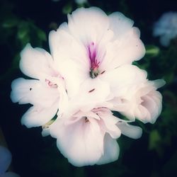 Close-up of white flowers