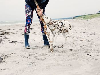 Low section of person with dog walking on beach