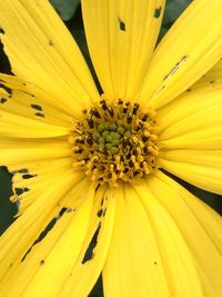 Close-up of insect on yellow flower