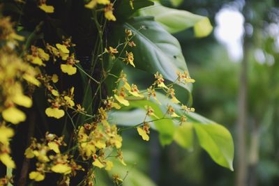Close-up of fresh green plant