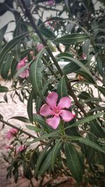 Close-up of pink flowering plant