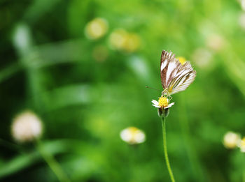 Close-up of butterfly pollinating on flower