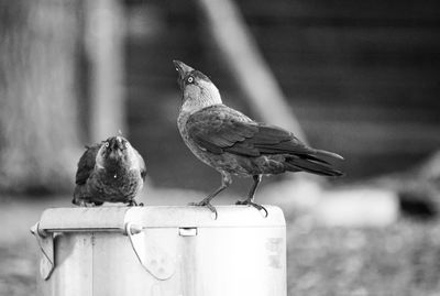 Close-up of bird perching on feeder