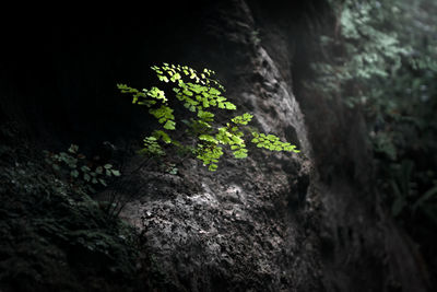 Close-up of moss growing on rock