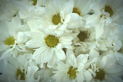 Full frame shot of white flowers