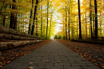 Surface level of footpath amidst trees in forest during autumn