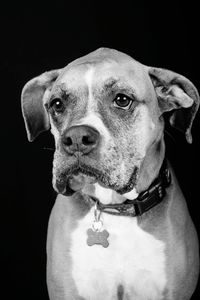 Close-up of dog against black background