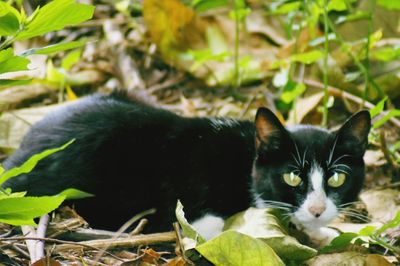 Close-up portrait of cat